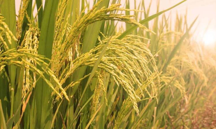 Quality Persian Rice